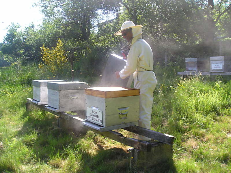 La ruche Euphorbe reveille-matin