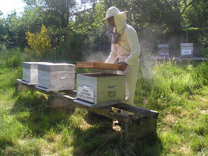 La ruche Euphorbe reveille-matin