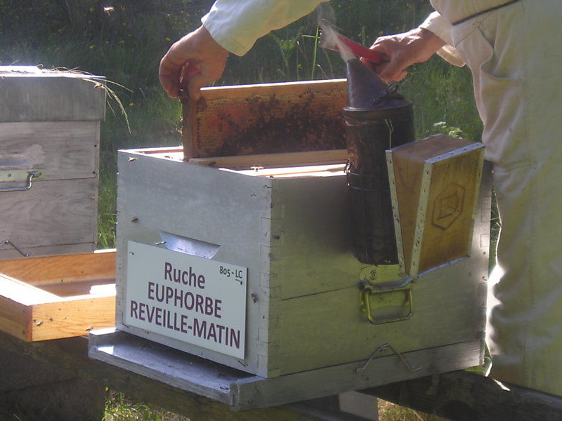 La ruche Euphorbe reveille-matin