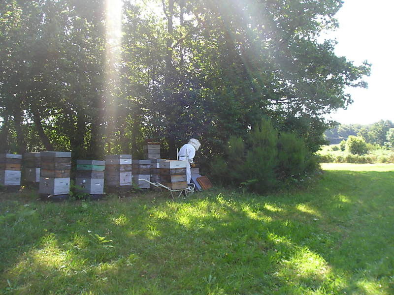 La ruche Euphorbe reveille-matin