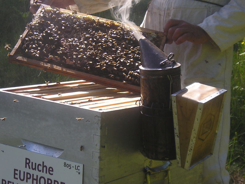 La ruche Euphorbe reveille-matin