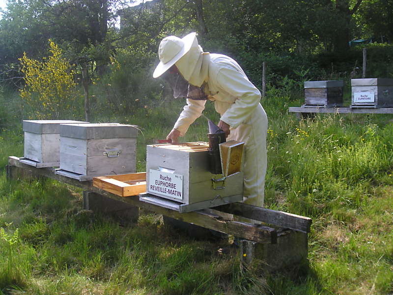 La ruche Euphorbe reveille-matin