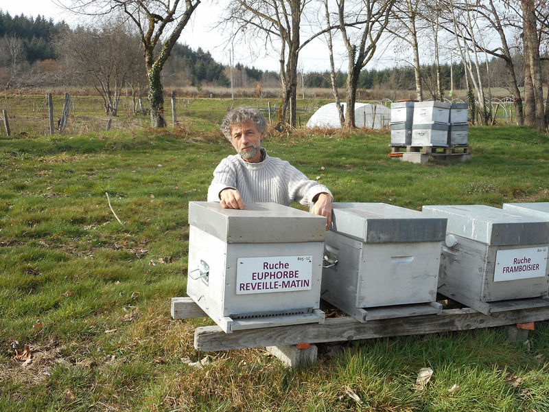 La ruche Euphorbe reveille-matin