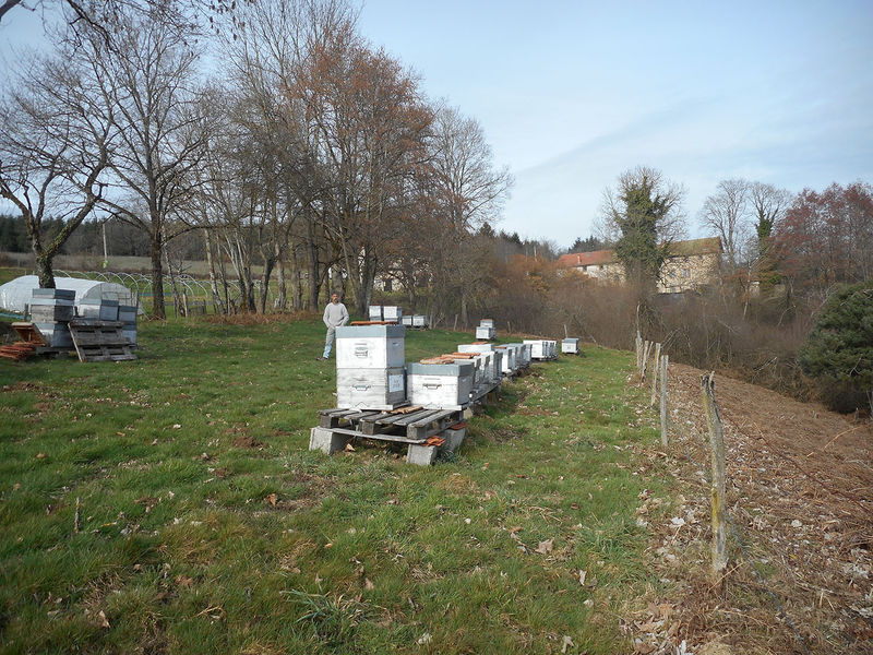 La ruche Euphorbe reveille-matin