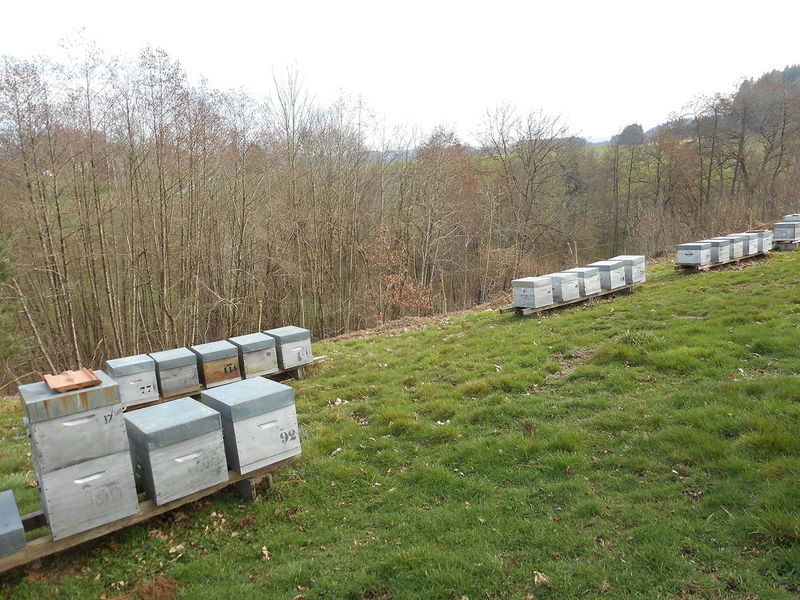 La ruche Euphorbe reveille-matin