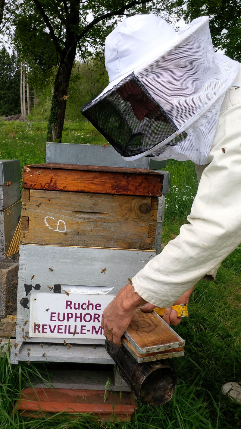 La ruche Euphorbe reveille-matin