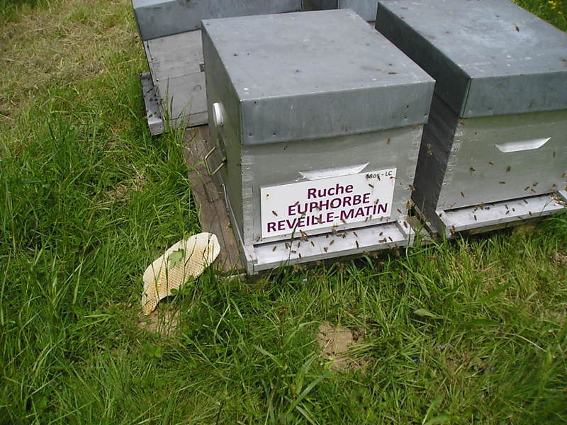 La ruche Euphorbe reveille-matin