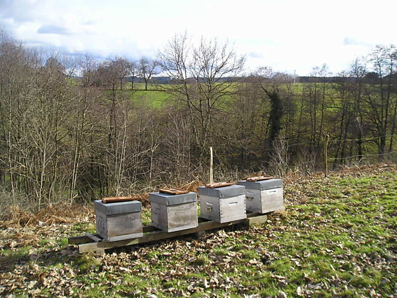 La ruche Euphorbe reveille-matin