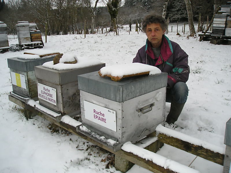 La ruche Euphorbe reveille-matin
