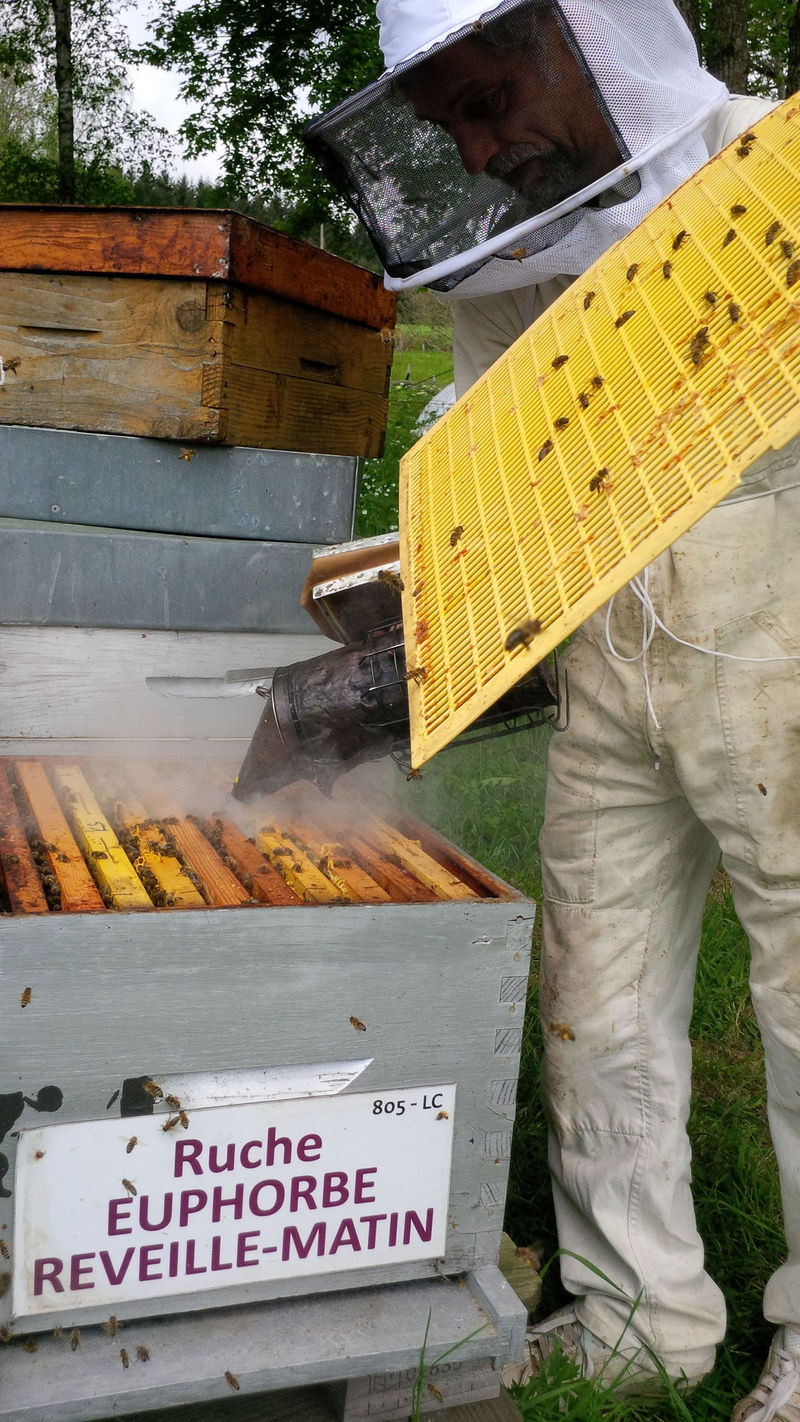 La ruche Euphorbe reveille-matin