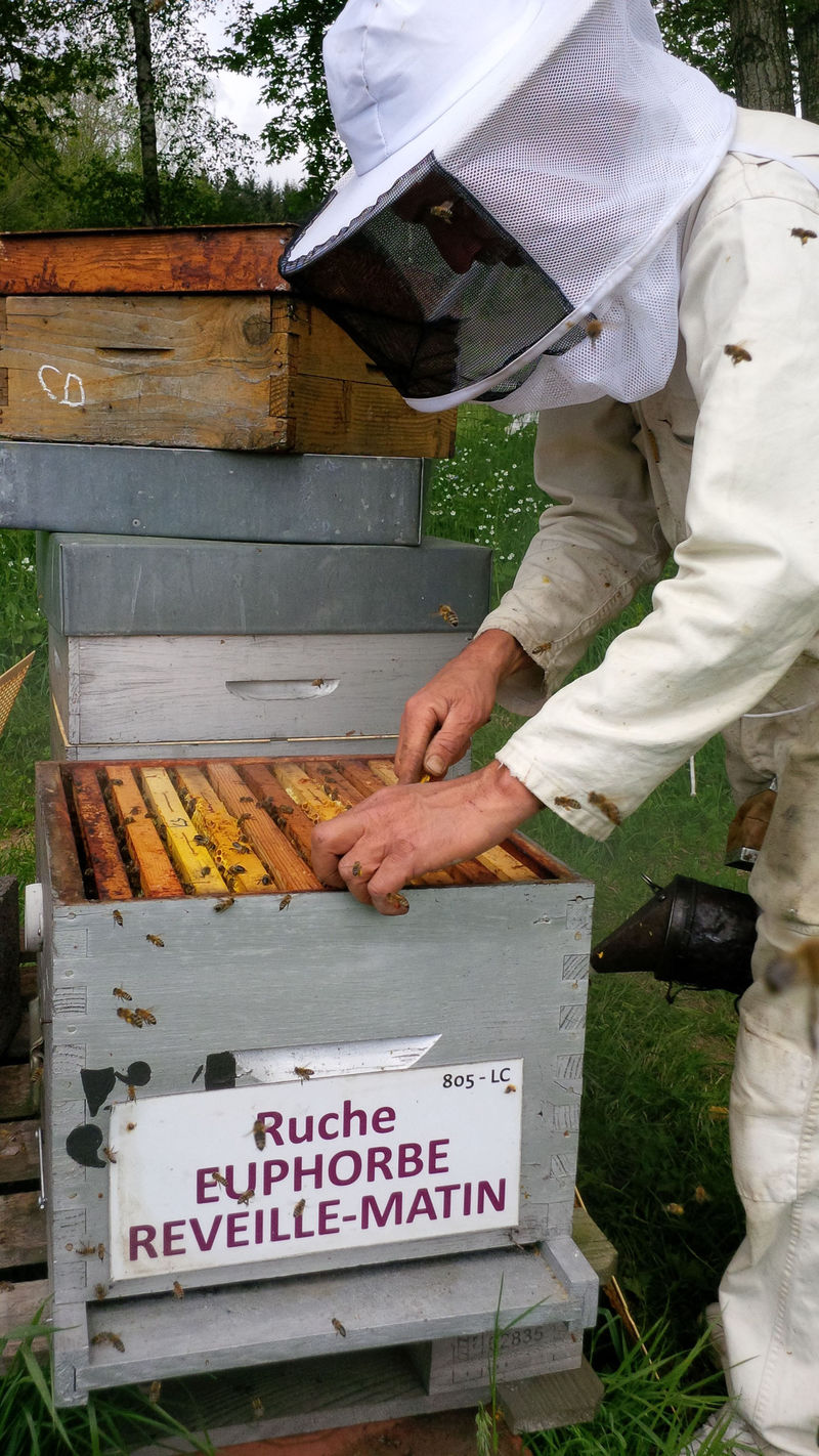 La ruche Euphorbe reveille-matin