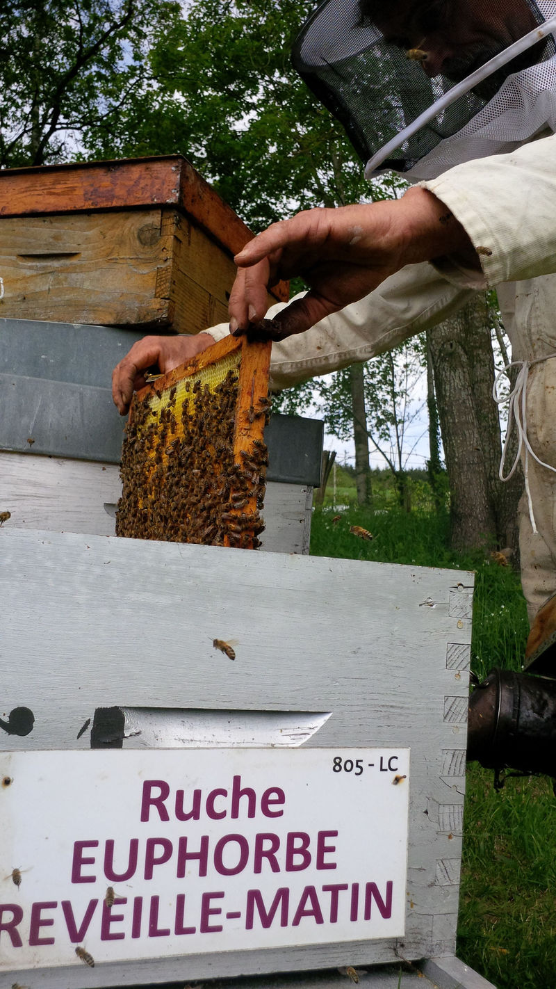 La ruche Euphorbe reveille-matin