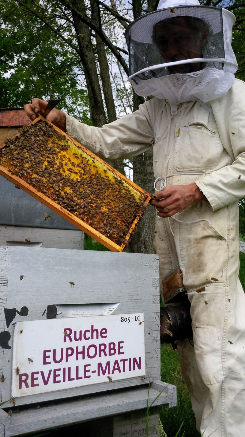La ruche Euphorbe reveille-matin