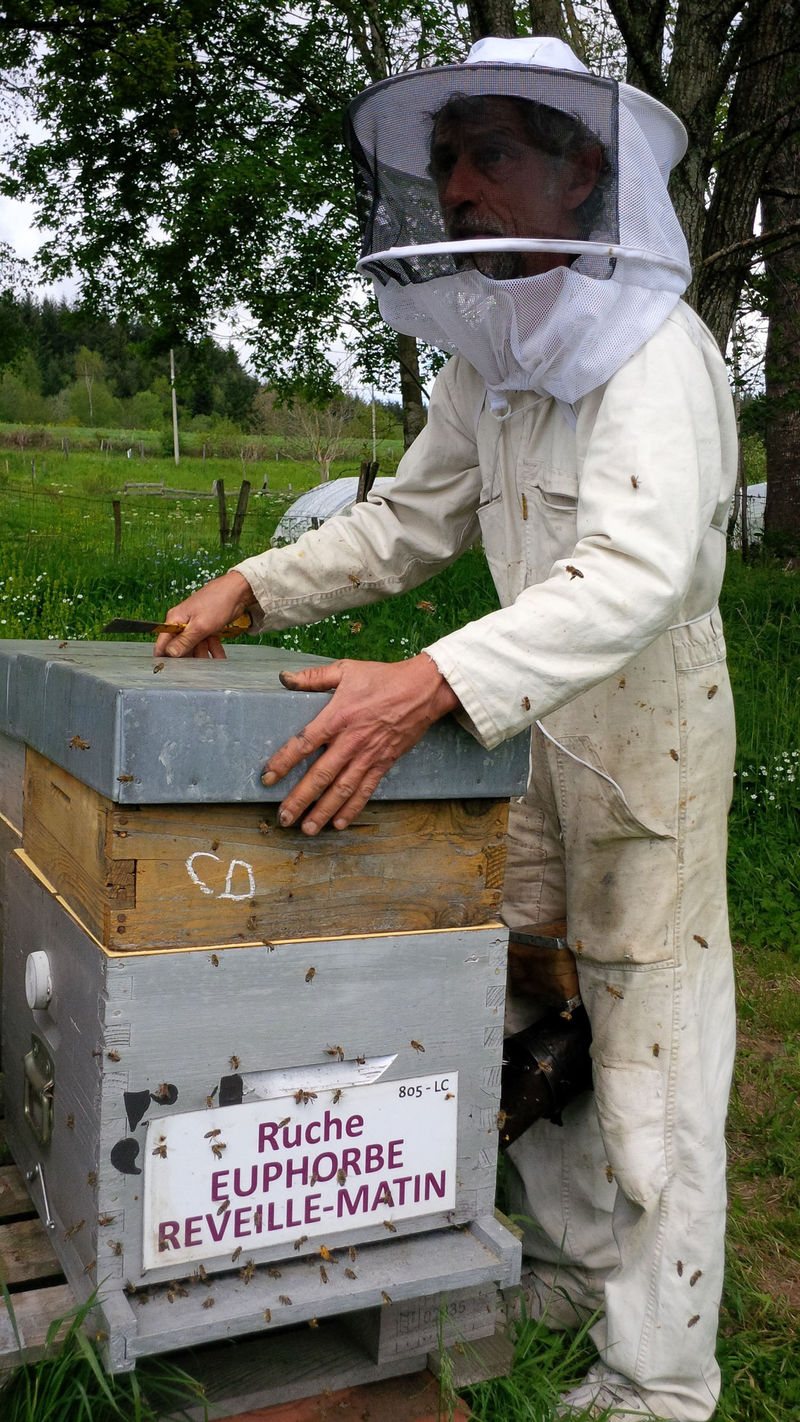 La ruche Euphorbe reveille-matin