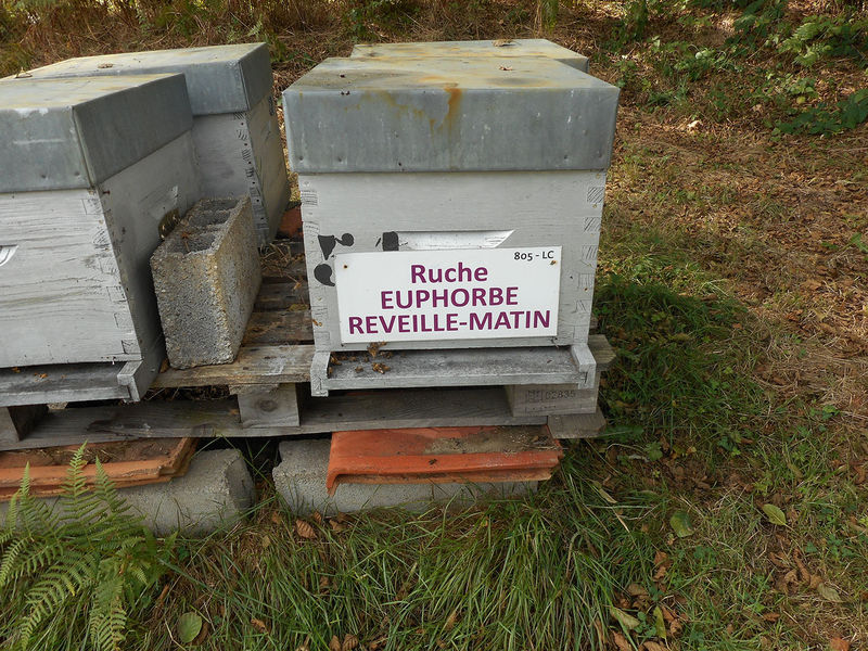 La ruche Euphorbe reveille-matin