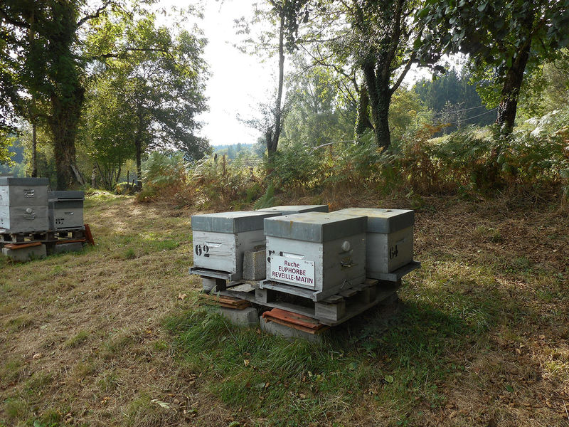 La ruche Euphorbe reveille-matin