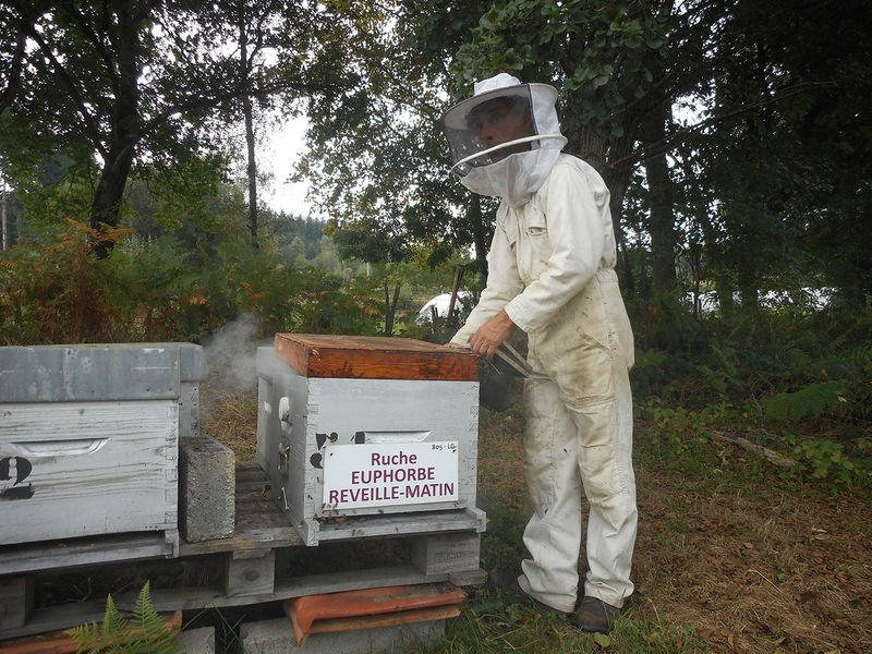 La ruche Euphorbe reveille-matin