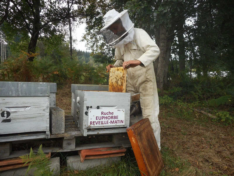 La ruche Euphorbe reveille-matin