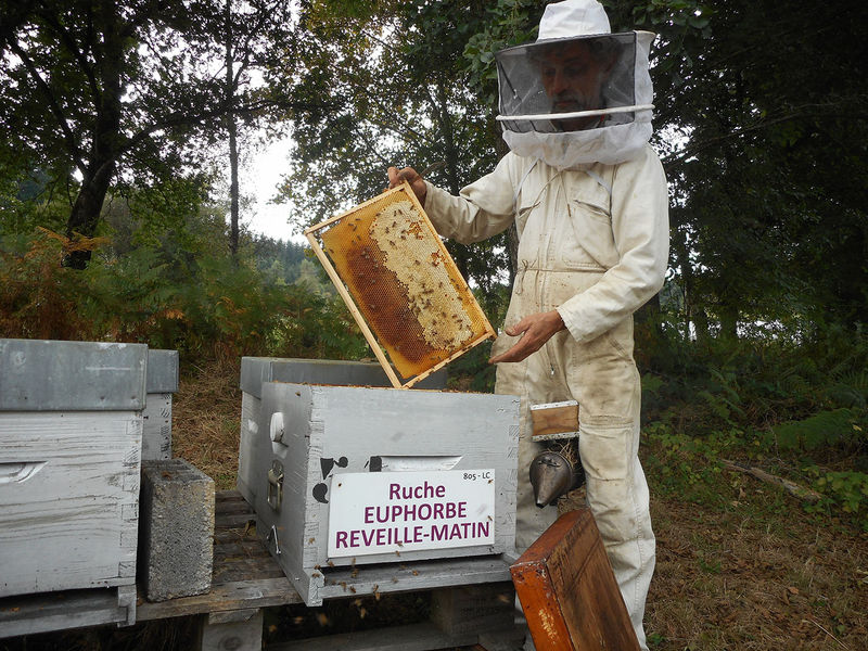 La ruche Euphorbe reveille-matin