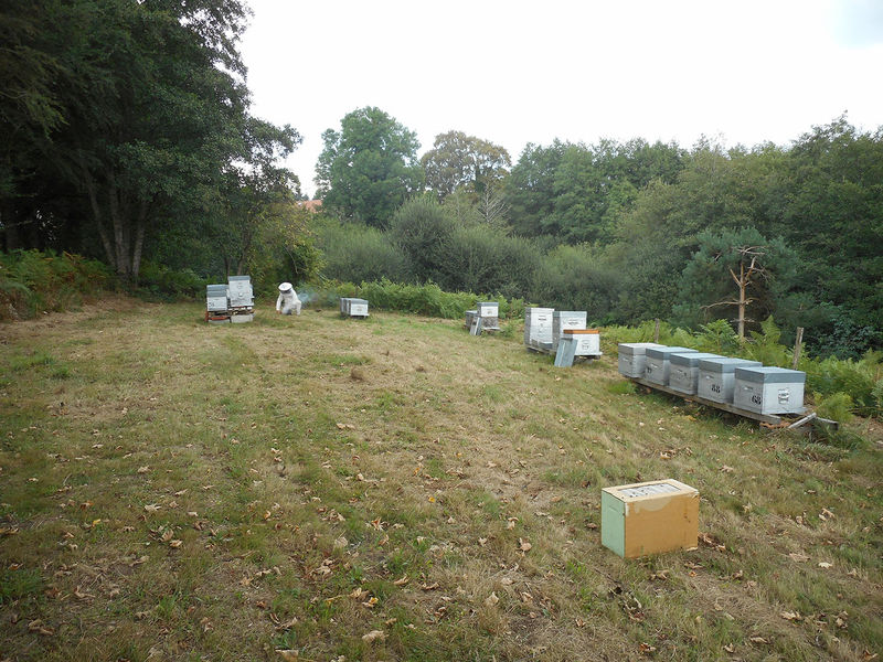 La ruche Euphorbe reveille-matin