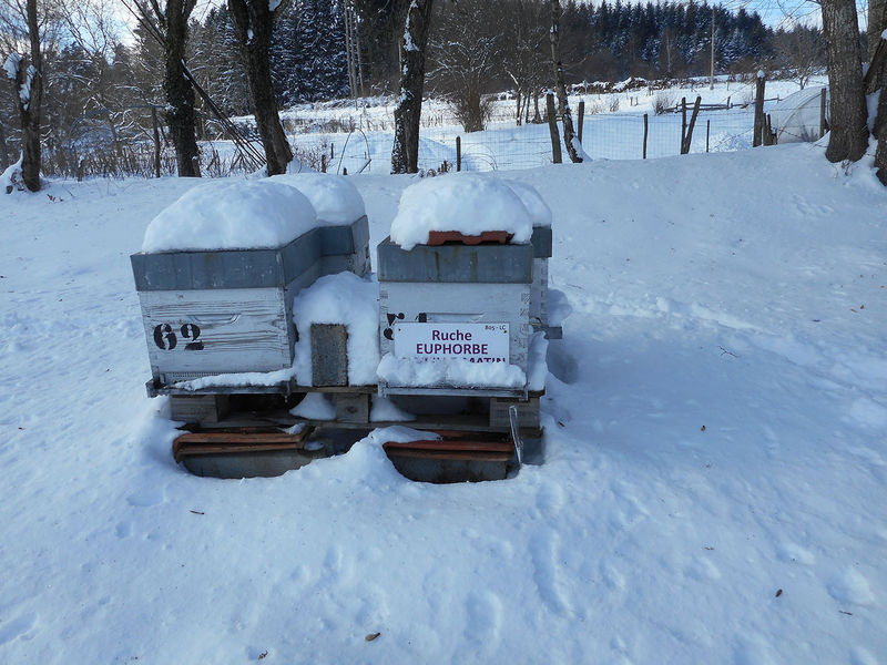 La ruche Euphorbe reveille-matin