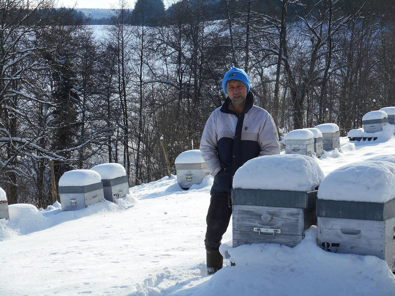 La ruche Euphorbe reveille-matin