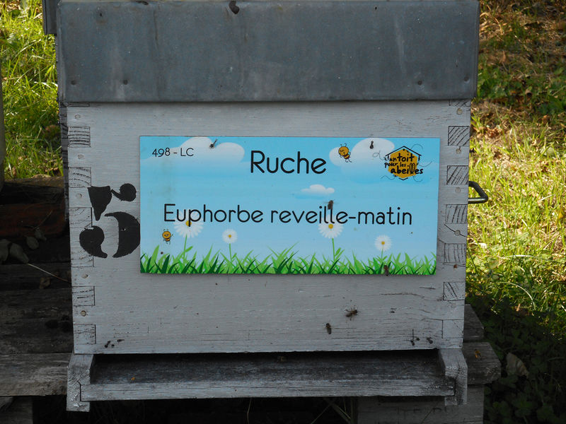 La ruche Euphorbe reveille-matin