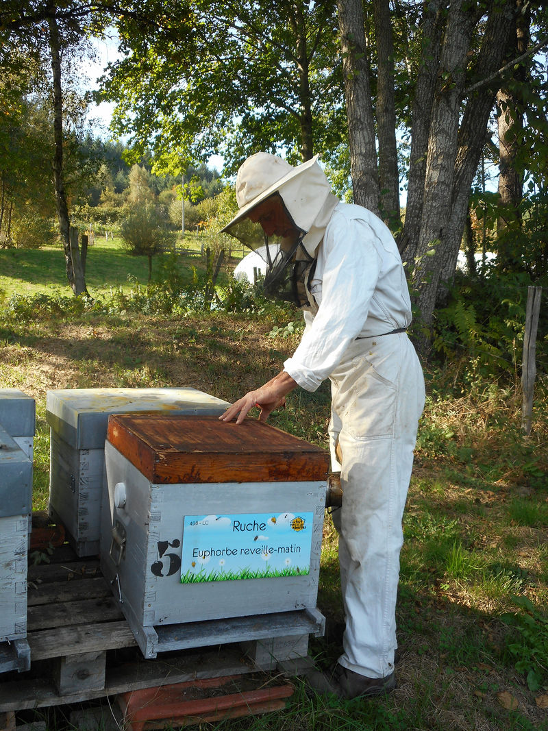 La ruche Euphorbe reveille-matin