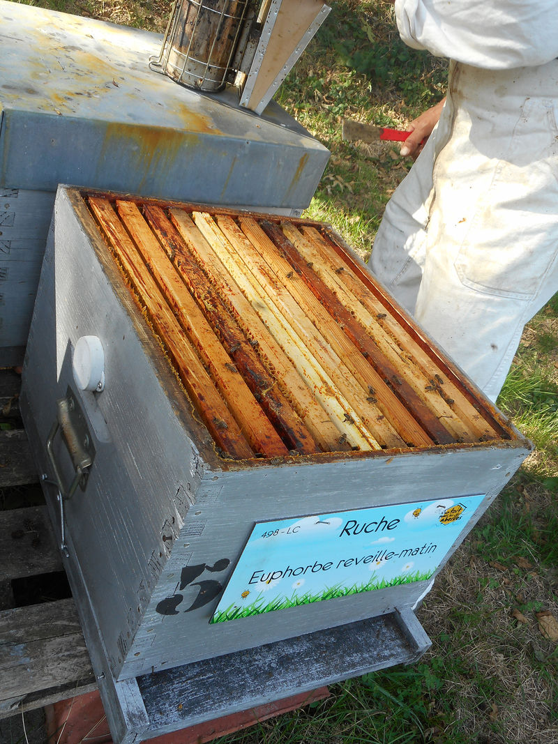 La ruche Euphorbe reveille-matin