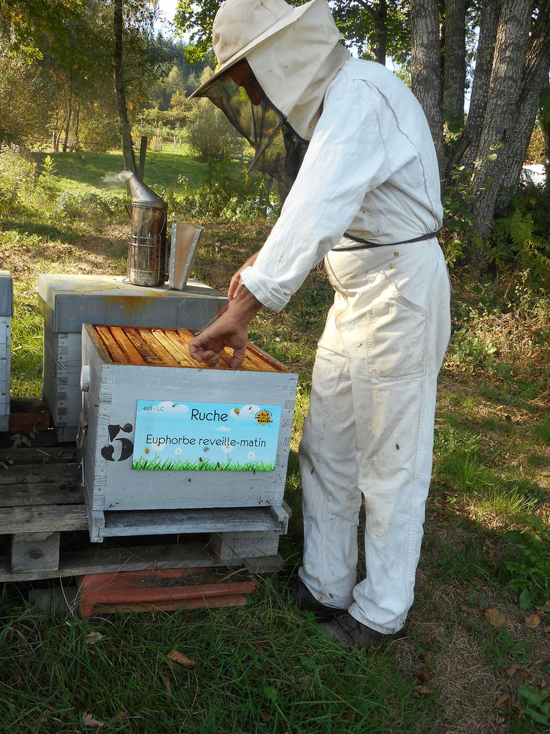 La ruche Euphorbe reveille-matin