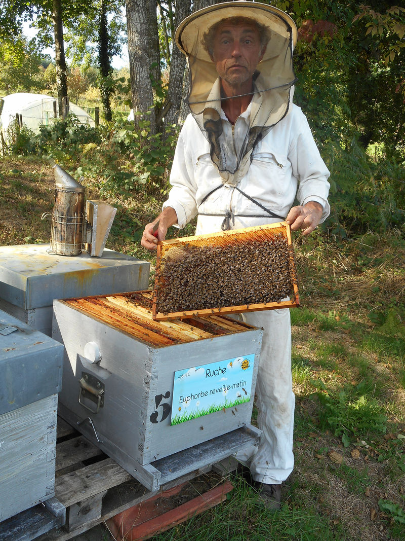 La ruche Euphorbe reveille-matin