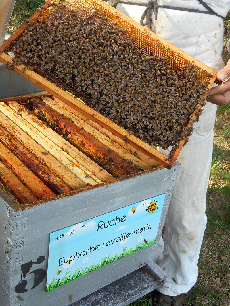 La ruche Euphorbe reveille-matin