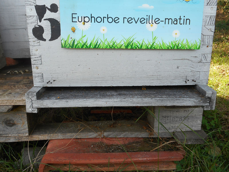 La ruche Euphorbe reveille-matin