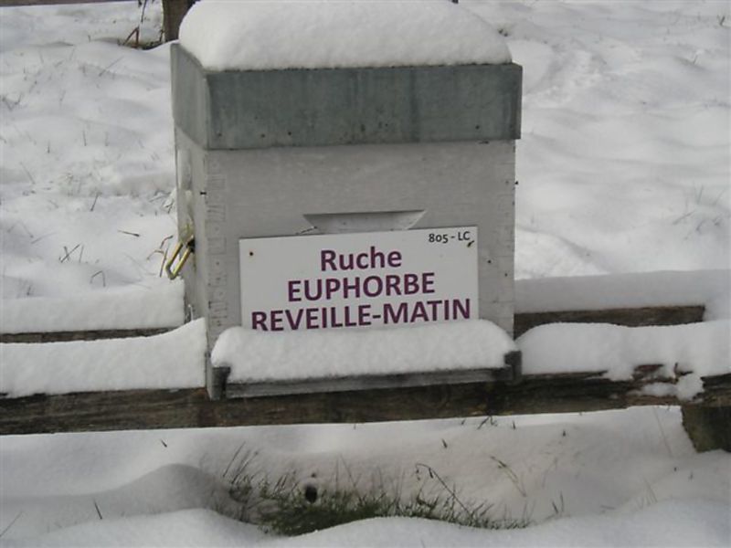 La ruche Euphorbe reveille-matin