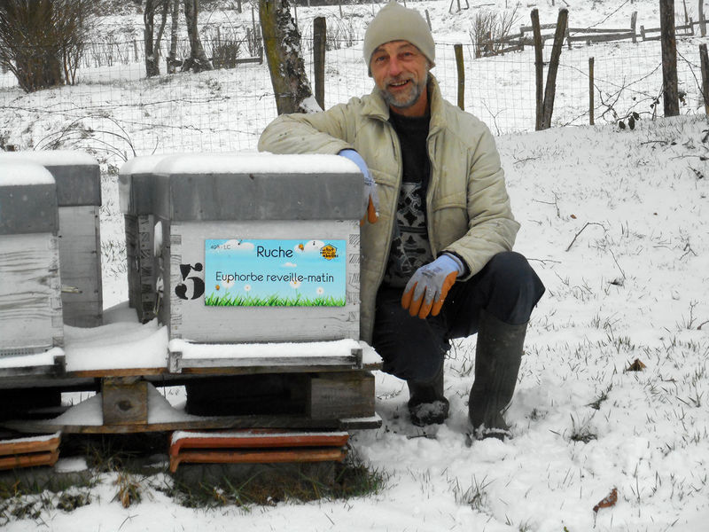 La ruche Euphorbe reveille-matin