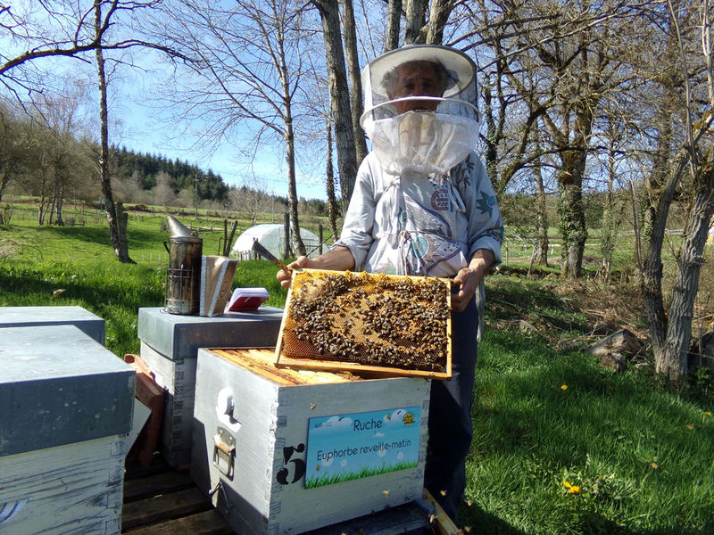 La ruche Euphorbe reveille-matin