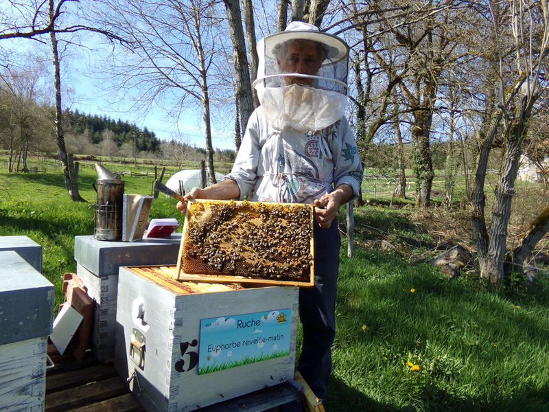 La ruche Euphorbe reveille-matin