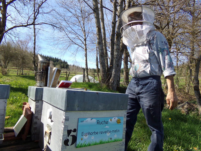 La ruche Euphorbe reveille-matin