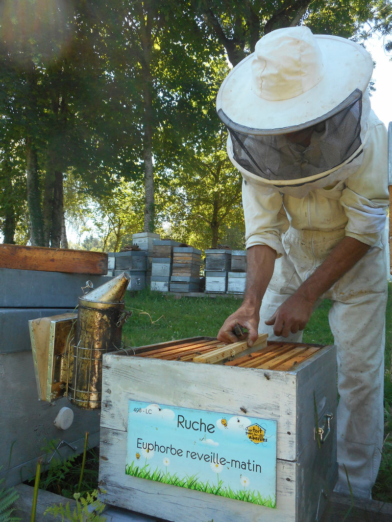 La ruche Euphorbe reveille-matin