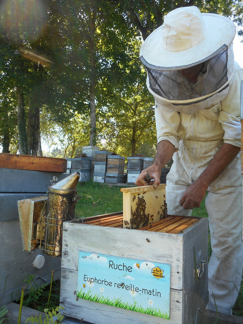 La ruche Euphorbe reveille-matin