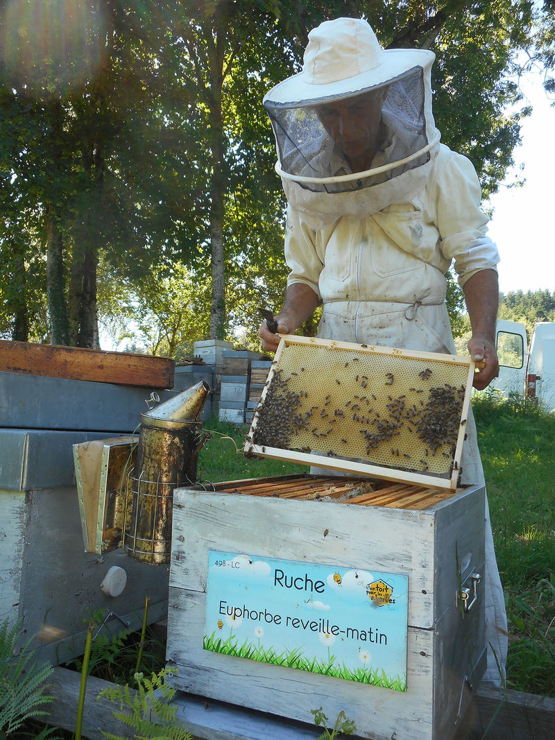 La ruche Euphorbe reveille-matin
