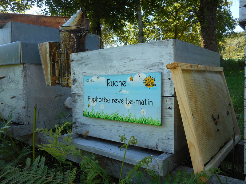 La ruche Euphorbe reveille-matin