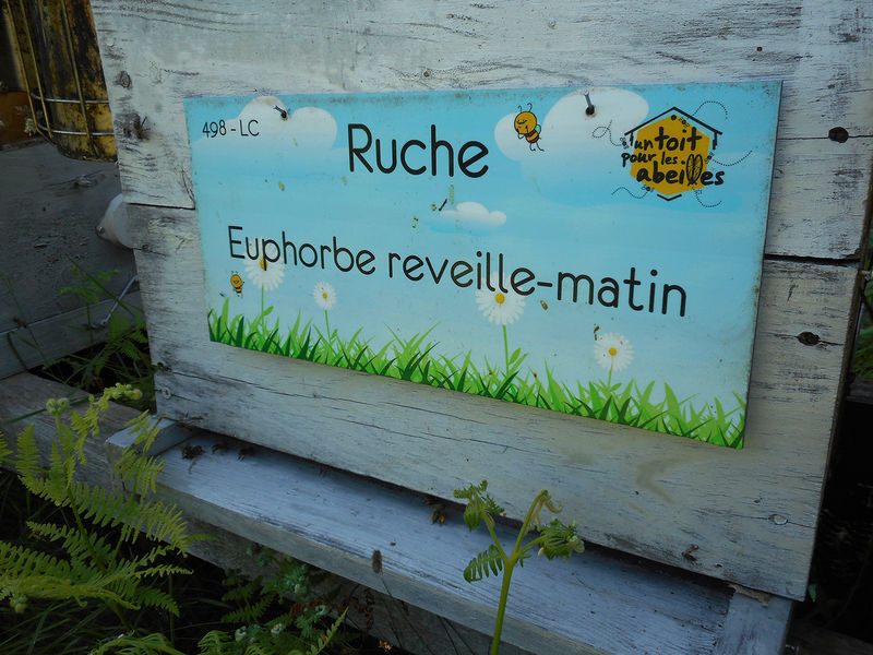 La ruche Euphorbe reveille-matin