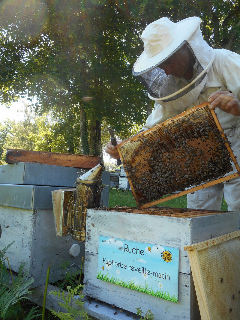 La ruche Euphorbe reveille-matin
