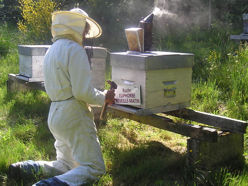 La ruche Euphorbe reveille-matin