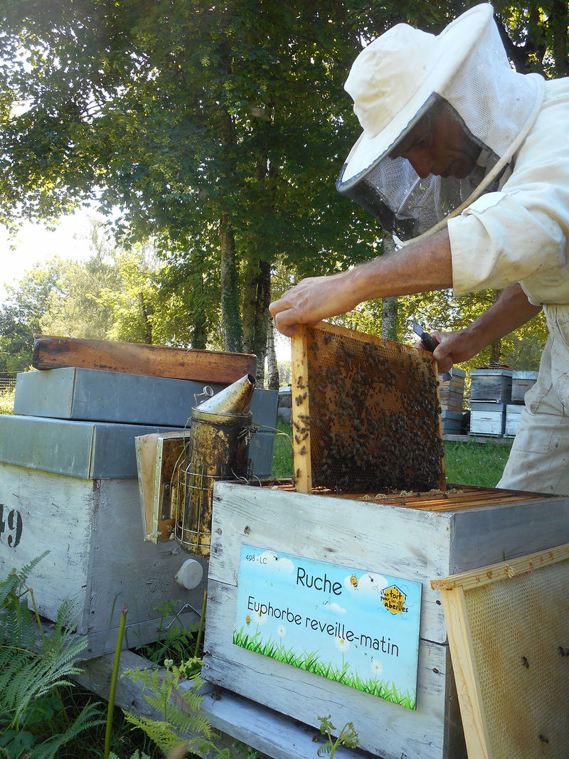 La ruche Euphorbe reveille-matin