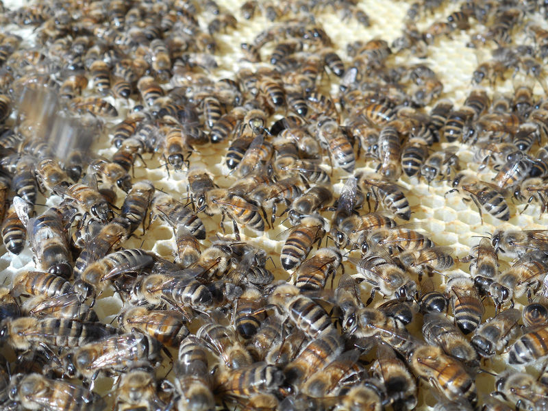 La ruche Euphorbe reveille-matin