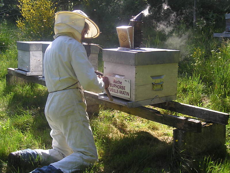 La ruche Euphorbe reveille-matin