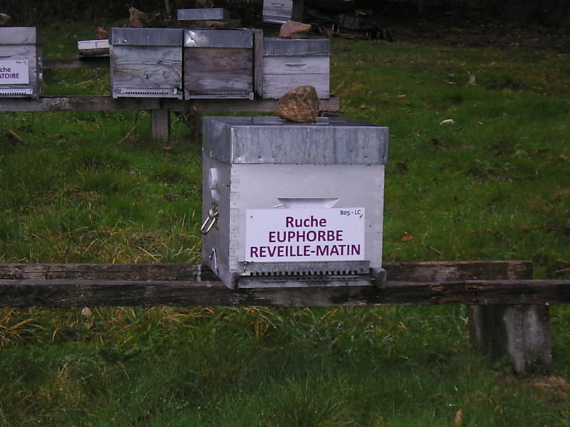 La ruche Euphorbe reveille-matin