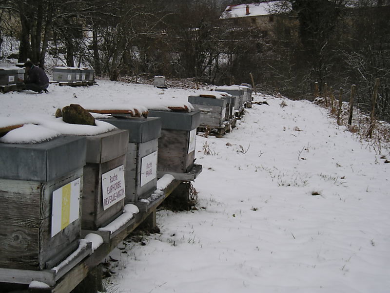 La ruche Euphorbe reveille-matin